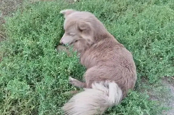 Найдена собака, Эртиль, фото: Собака на трех лапах, Первомайская 32