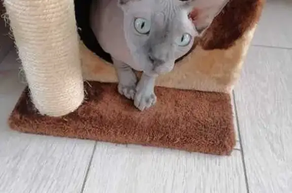 Потерянные животные Московская область, фото: Пропала кошка сфинкс в Домодедово