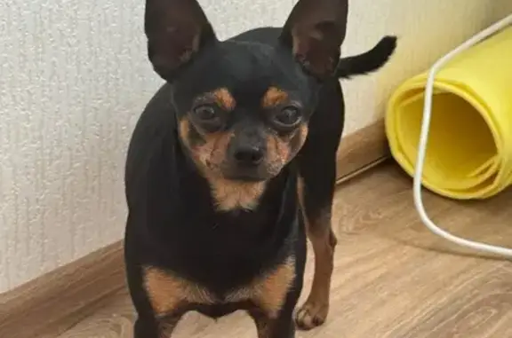 Найдена собака, Мамадышский тракт, Казань