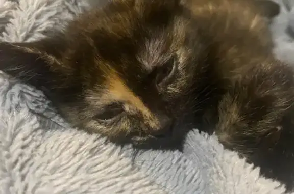 Кошки потеряшки, Ярославль, фото: Потеряшка кошка, Светлая ул. 38, Ярославль