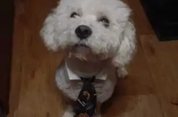 Объявления о пропавших и найденных животных, Нижний Тагил, фото: Пропала собака, Садовая 4А, Н. Тагил