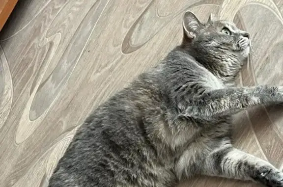 Кошки потеряшки, Лесосибирск, фото: Потеряшка кошка, ул. Калинина 3, Лесосибирск