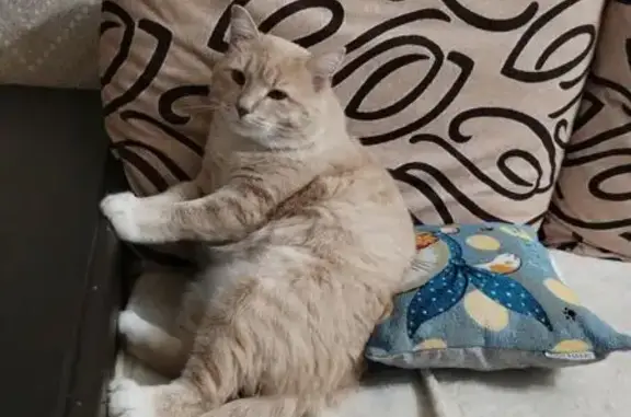 Пропала кошка, Ломовское, Орловская обл.