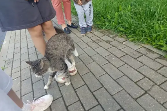 Кошка найдена: Рябеевское шоссе, 14