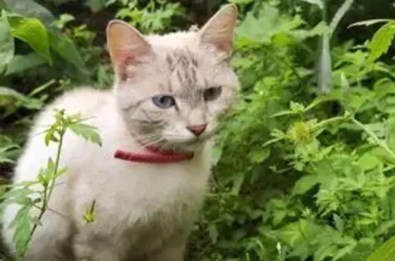Найдена кошка, Обнинск, фото: Кошка найдена у подъезда Королёва 31, Обнинск