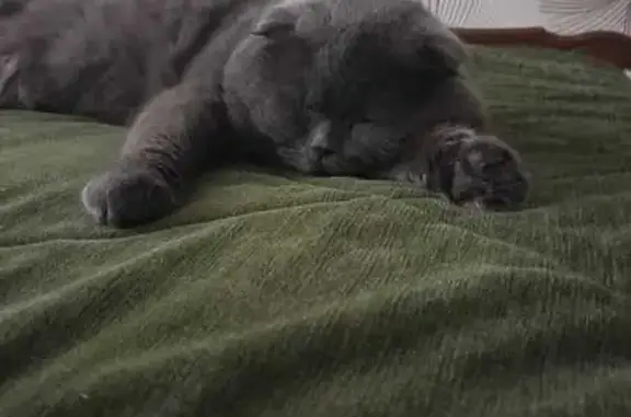 Кошки потеряшки, Славянское городское поселение, фото: Потеряшка кот Барсик, ул. Мало-Минская, 146