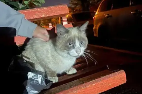 Найдена кошка, Иркутск, фото: Кошка найдена: Ямская ул., 49, Иркутск