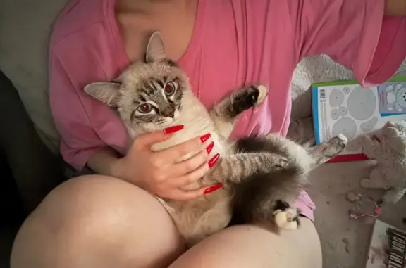 Пропала кошка, Свердловская область