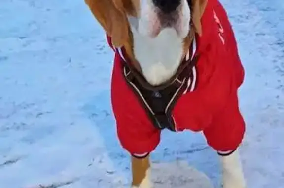 Собаки потеряшки, , фото: Потеряшка собака, Светлая ул., 14а