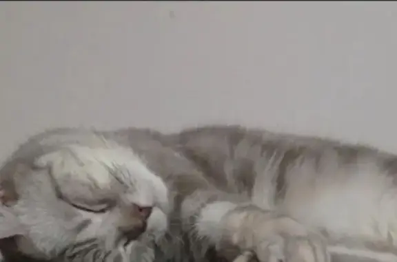 Потерянные животные Якутск, фото: Пропала кошка, Московская 11, Якутск