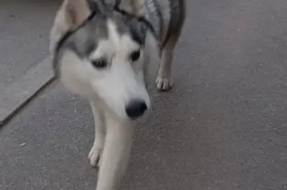 Найдена хаски, ул. Советской Армии, 48