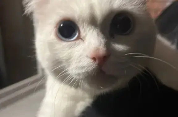 Кошка найдена: ул. Пастернака 2, Кисловка