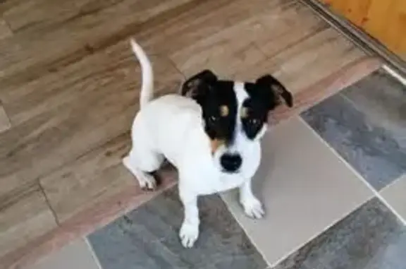 Пропала собака, 1-я линия, МО