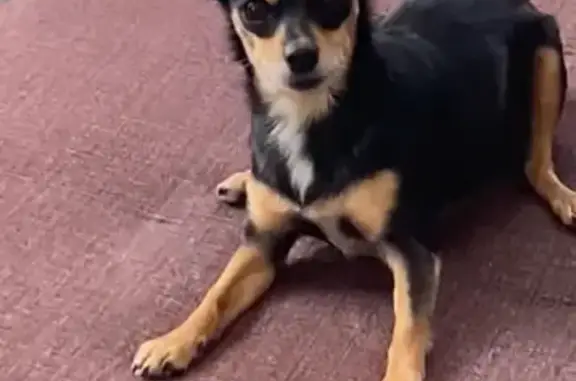 Собаки потеряшки, Чернушка, фото: Потеряшка собака, ул. Пермдорстрой, Чернушка