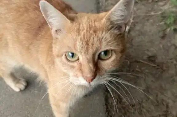 Кошка найдена: Автовская ул., 20А, СПб