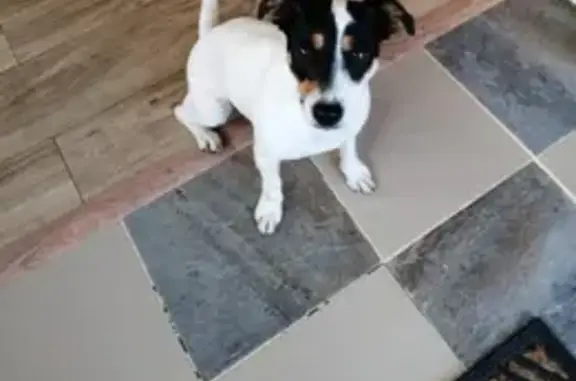 Пропала собака, Рыбное, МО