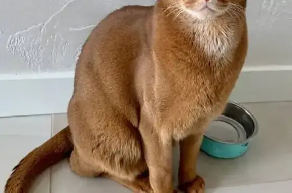 Кошки потеряшки, Ашукино, фото: Потеряшка кошка, Мурановская петля, Ашукино