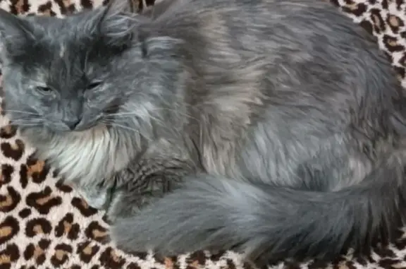 Кошки потеряшки, Снежинск, фото: Потеряшка серая кошка, пр. Мира, 13, Снежинск