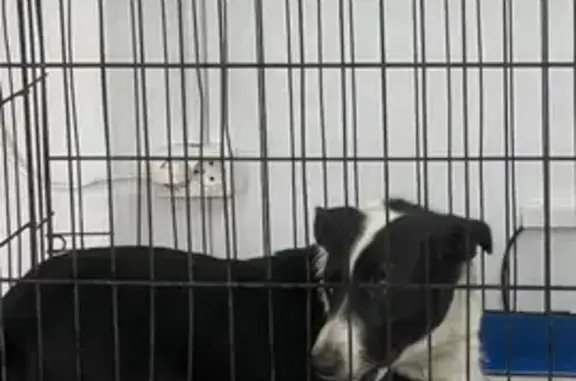 Найдена собака, Первомайское, фото: Собака найдена: объездная, 20 км