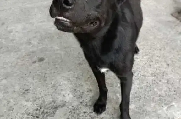 Найдена собака на ул. Молодой Гвардии, 2Б