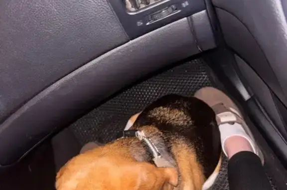 Найденные животные Кострома, фото: Собака найдена: Советская ул, 1, Кострома