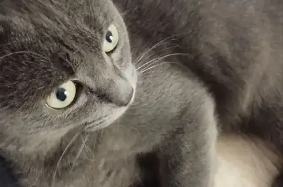 Найдена кошка, ул. Королёва, 20