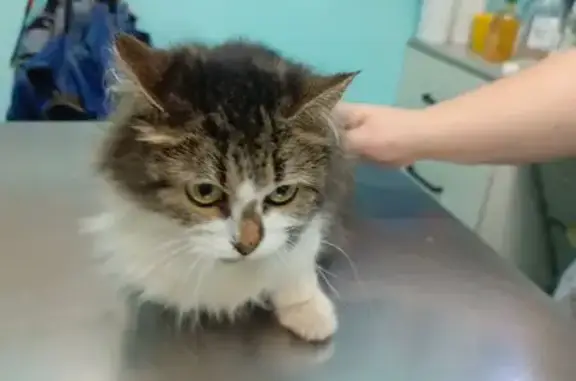 Найдена кошка, ул. Кирякиных, 10, Иваново