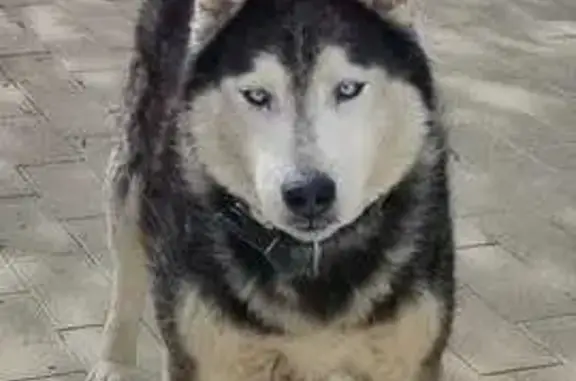 Собаки потеряшки, , фото: Потеряшка собака, Молодёжная 15, Западный