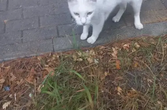 Белый кот найден на ул. Шмидта, Геленджик