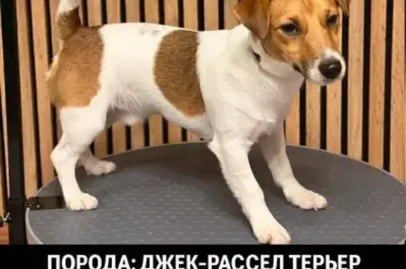 Пропала собака, КП «Южные озера», Тюфанка