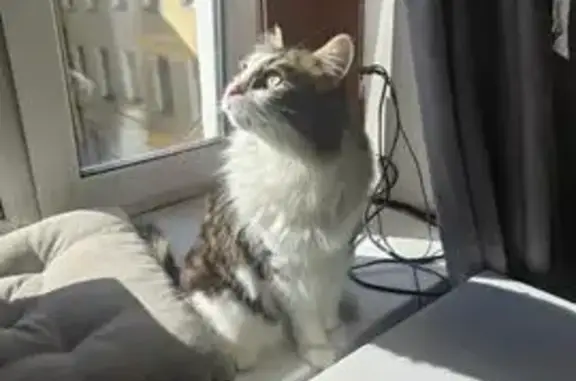 Потерянные животные Москва, фото: Пропала кошка, Лесная ул., Москва