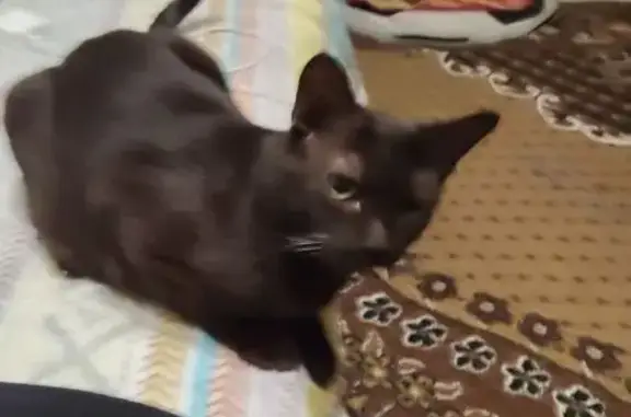 Кошки потеряшки, Николо-Павловское, фото: Потеряшка кошка, Карла Маркса 53, Николо-Павловское