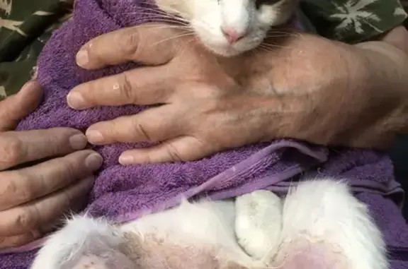 Найдена кошка, Оренбург, фото: Кошка найдена: Пролетарская 290А, Оренбург