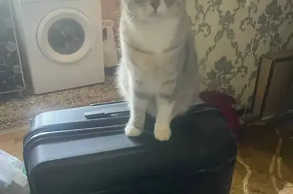 Кошки потеряшки, Ташкент, фото: Потеряшка кошка, Сарыкульская ул., Ташкент