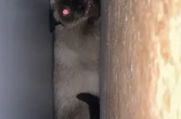 Сиамская кошка найдена: Магистральная 313