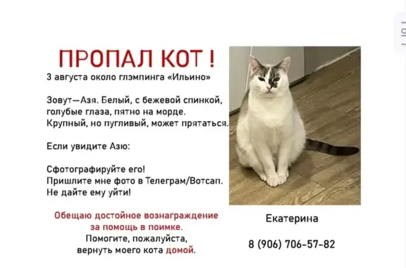 Пропала кошка, Ильино, Тульская область