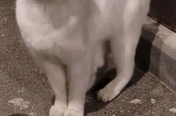 Найдена кошка, пр. Гагарина, 23 к2, НН