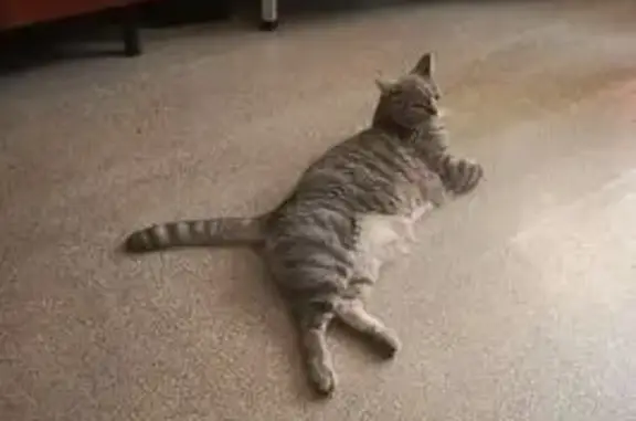 Объявления о пропавших и найденных животных, Нижний Тагил, фото: Пропала кошка, Ленинградский пр., 62