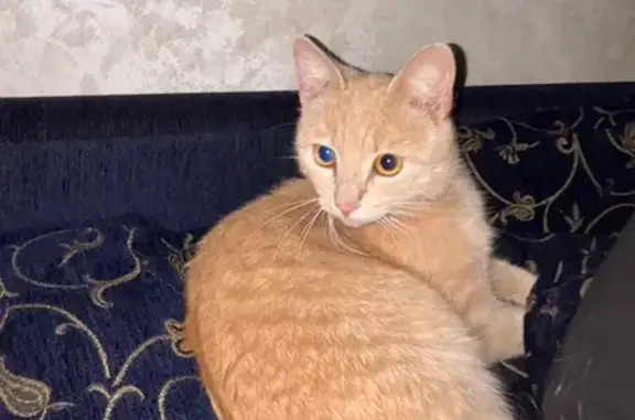 Найденные животные Нальчик, фото: Кот найден/пропал, ул. Канкошева, 66, Нальчик