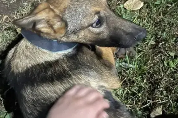 Щенок найден на Эгерском бульваре, Чебоксары