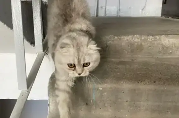 Кошка найдена: Народная ул., 38, Н.Новгород