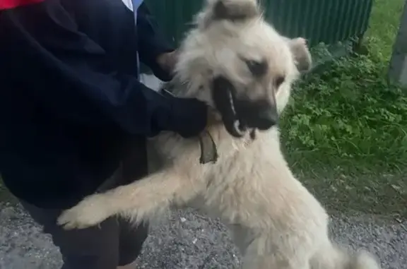 Найдена собака, Калужская область, фото: Собака найдена в снт Роща, с. Маклино