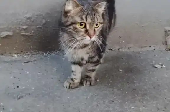 Найдена кошка, Красногорск, фото: Кошка найдена: Подмосковный бул., 11, Красногорск