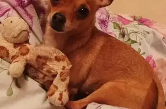 Собаки потеряшки, Кемерово, фото: Потеряшка собака на Инициативной, 57, Кемерово