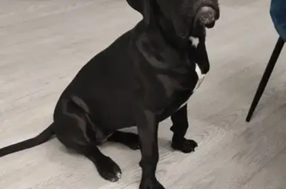 Собаки потеряшки, Тульская область, фото: Потеряшка собака в Морозовке, Тульская обл.