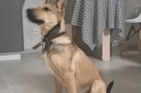 Щенок найден: ул. Ленина, 190, Анапа