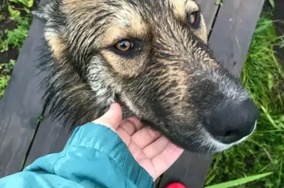 Найденные животные Петропавловск-Камчатский, фото: Собака найдена: Халактырский пляж, ПК.