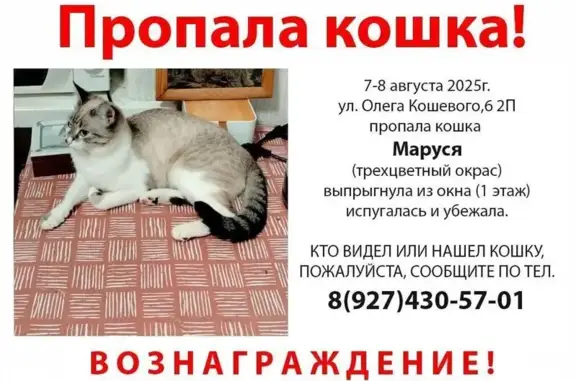 Пропала кошка, ул. Олега Кошевого, 6