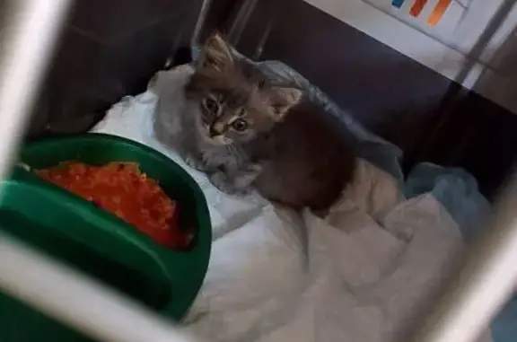 Найдена кошка, Джигинка, фото: Кошка найдена: Новая ул., 61, Джигинка