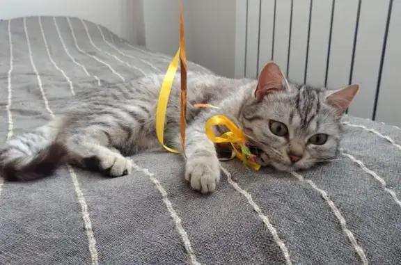 Найдена кошка, Краснодар, фото: Кошка найдена: Постовая 34, Краснодар